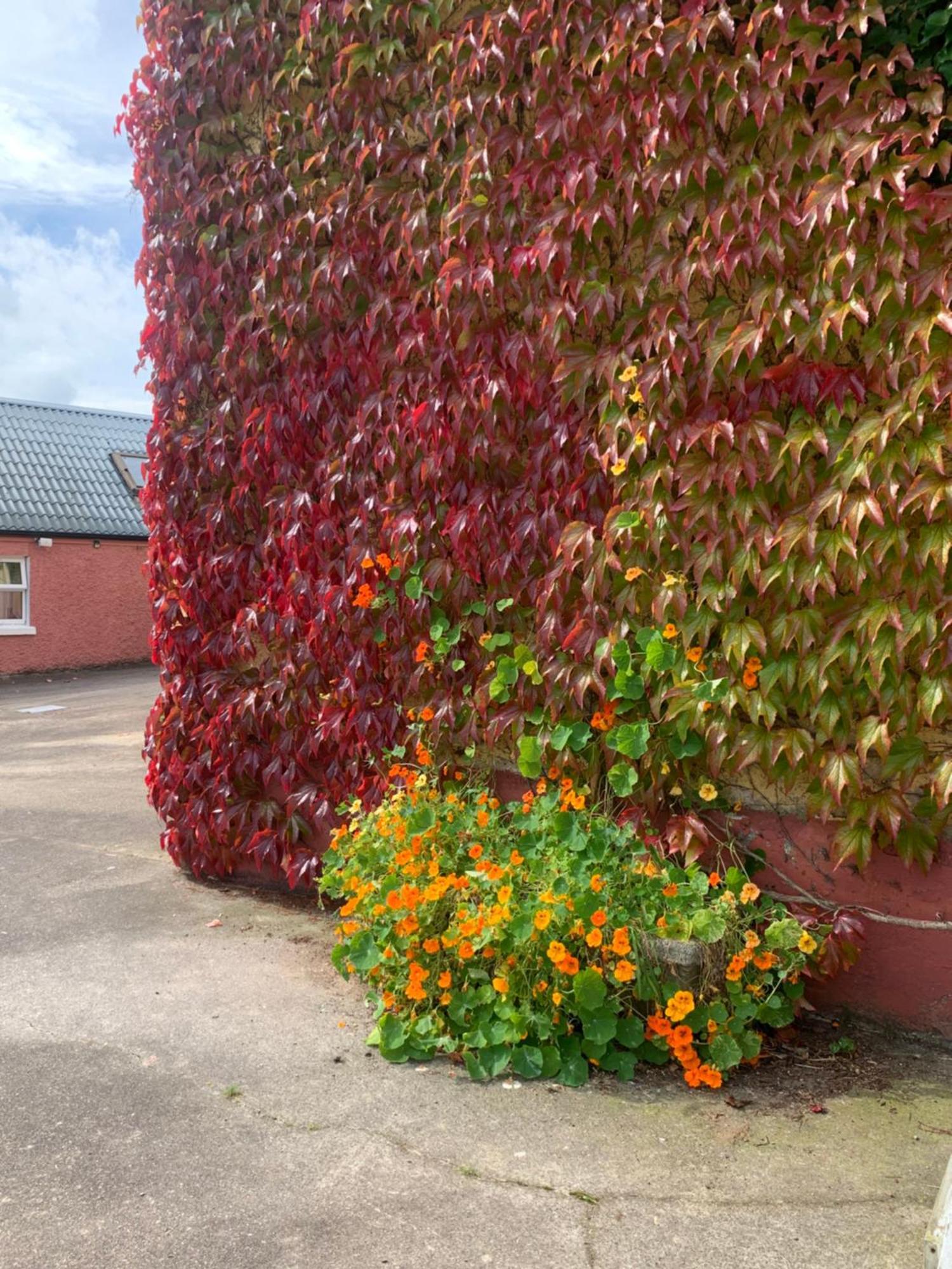 Wisteria Cottage Ballyconnell  Exterior foto